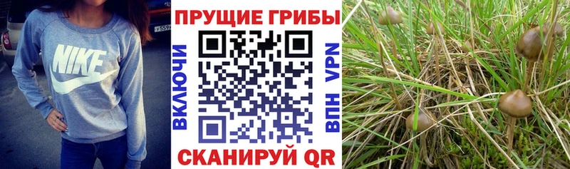 Псилоцибиновые грибы Psilocybe  купить наркотик  hydra рабочий сайт  Льгов 
